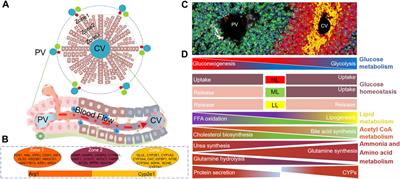 Unveiling the power of microenvironment in liver regeneration: an in-depth overview